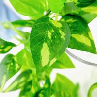 uploads/erp/collection/images/Home Garden/CongDing/XU0611666/img_b/XU0611666_img_b_3